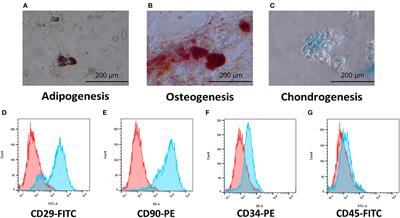 Canine adipose tissue-derived MSCs engineered with mRNA to overexpress TSG-6 and enhance the anti-inflammatory effects in canine macrophages